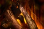 New Forest 870 with Deluxe Real logs - 870 мм. Фото 3